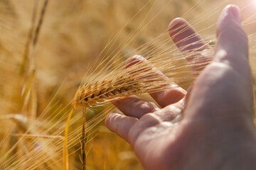 An agronomist's hand holds a ripe ear of wheat in the palm of his hand
