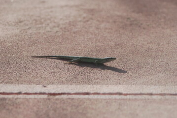 Lagartija corriendo