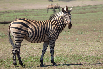 Steppenzebra / Burchell's zebra / Equus quagga burchellii