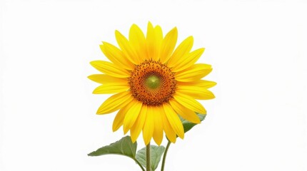 Fototapeta premium Sunflower in Full Bloom