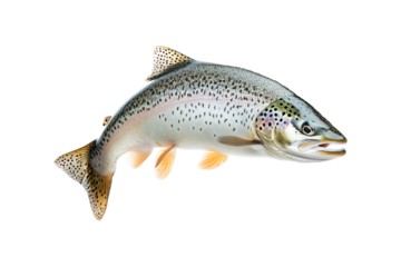 Closeup of trout fish with spotted scales, fins and open mouth isolated on white transparent background, concept of wildlife