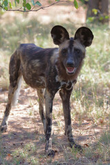 Schwarzfersenantilope / Impala / Aepyceros melampus