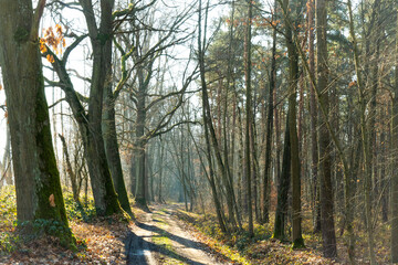 Radweg in der Oberlausitzer Heide- und Teichlandschaft, Teichgebiet Kleinholscha 4