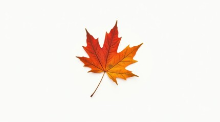 Fototapeta premium Isolated Autumn Maple Leaf