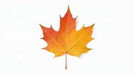 Fototapeta premium Autumn Maple Leaf