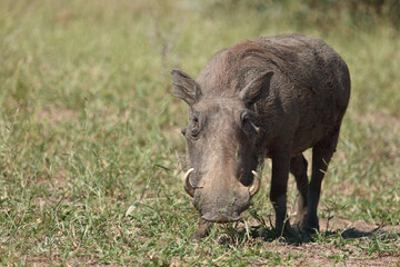 Warzenschwein / Warthog / Phacochoerus africanus..