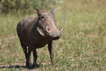 Warzenschwein / Warthog / Phacochoerus africanus..