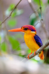 Oriental Dwarf Kingfisher 