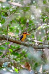 Oriental Dwarf Kingfisher 