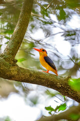 Oriental Dwarf Kingfisher 