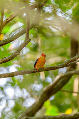Oriental Dwarf Kingfisher 