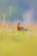 Hoopoes