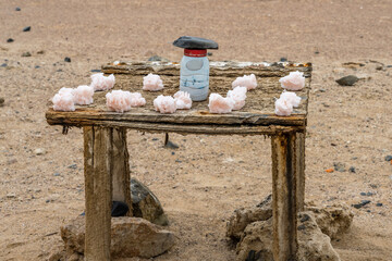 showcase of salt cristals at honesty market shop in desert, near Cape Cross, Namibia
