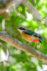 Indian Pitta