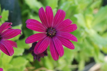 Fototapeta premium Flor rosa con fondo verde