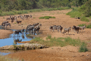 Steppenzebra im Tsendze River/ Burchell's zebra in Tsendze River / Equus quagga burchellii