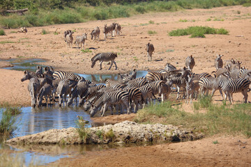 Steppenzebra im Tsendze River/ Burchell's zebra in Tsendze River / Equus quagga burchellii