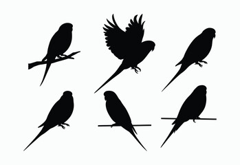 Elegant Budgie Silhouette Vector Template