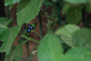 Pequeño fruto negro