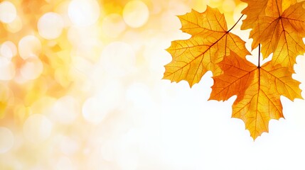 Fototapeta premium Autumn Maple Leaves with Bokeh Background