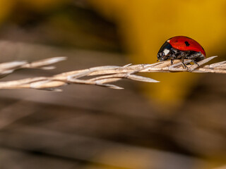 ladybug on a blade of grass
