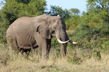 Obraz premium Afrikanischer Elefant / African elephant / Loxodonta africana