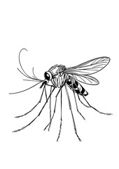 Realistic Mosquito Illustration – Black and White Ink Drawing for Biology, Medical Research & Vector Graphics