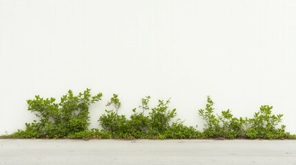 Fototapeta premium Green bushes growing along white wall in minimal outdoor setting