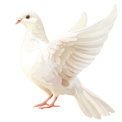 Obraz premium Elegant Dove on White on transparent background.
