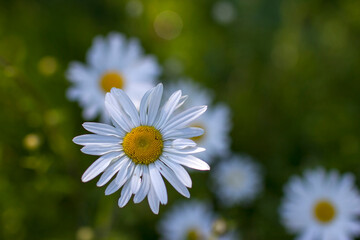 Obraz premium Ox-eye Daisy (Leucanthemum vulgare) in a garden - secret garden