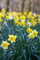 The daffodil, Narcissus pseudonarcissus, yellow narcissus flowers in a park