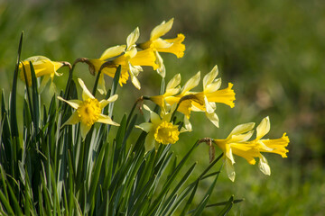Fototapeta premium The daffodil, Narcissus pseudonarcissus, yellow narcissus flowers in a park