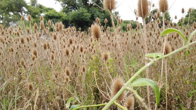 Closeup view at dry golden flowers in vast natural field landscape, Pampas grass