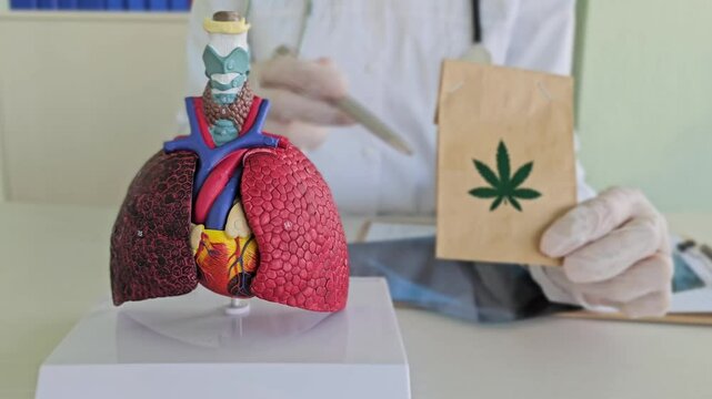 Effect of cannabinoids on body and lungs doctor holds a bag of marijuana and the respiratory system. Harm from using marijuana and cannabis 