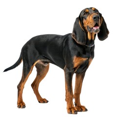Black and Tan Coonhound Black and tan dog standing proudly on a white background showcasing its unique coat and playful personality traits