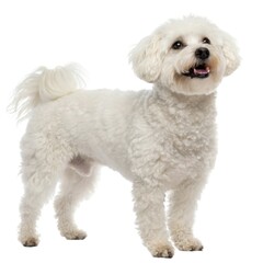 Obraz premium bolognese Small white dog standing on a white background cute pet portrait adorable canine in studio setting studio shot