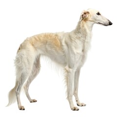 borzoi White dog standing proudly on a white background perfect for pet lovers and animal photography enthusiasts