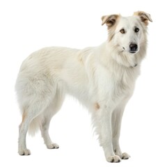 Fototapeta premium collie White dog standing proudly against a clean white background perfect for animal photography and pet lovers