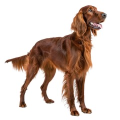 Irish Setter Brown dog standing up with mouth open in a playful stance on green grass outdoors sunny day in natures beauty