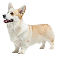 pembroke Small dog standing up with mouth open in a playful pose looking curious and engaging in fun activity outdoors