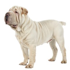 Shar Pei White dog standing on white surface isolated canine portrait minimalist aesthetic for modern home decor ideas