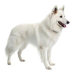 Shetland Sheepdog White dog standing on a white surface isolated animal portrait minimalist background pure and clean aesthetic