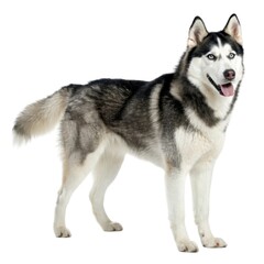 Siberian Husky Black and white dog standing on white background playful canine portrait in studio environment pet photography