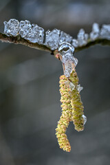 Eis und Blütenstand an einem Zweig – Winterliche Makroaufnahme einer Haselblüte