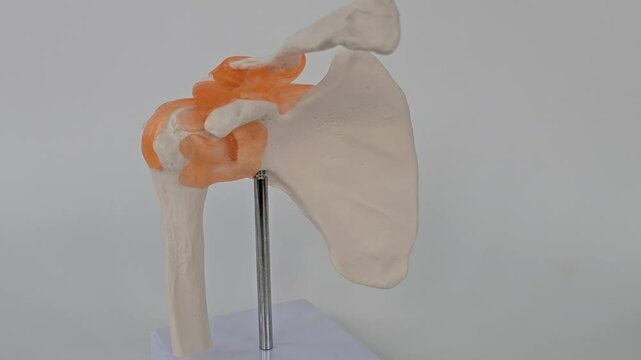 Exploring the anatomy of the human shoulder joint with detailed model representation