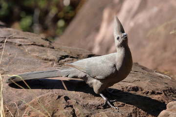 Graulärmvogel / Grey lourie or Grey go-away-bird / Corythaixoides concolor