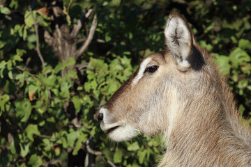 Fototapeta premium Wasserbock / Waterbuck / Kobus ellipsiprymnus