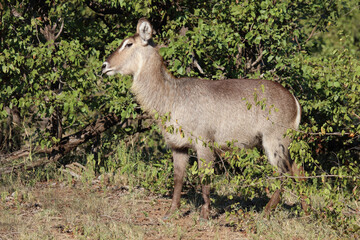 Wasserbock / Waterbuck / Kobus ellipsiprymnus