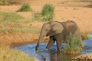 Obraz premium Afrikanischer Elefant / African elephant / Loxodonta africana