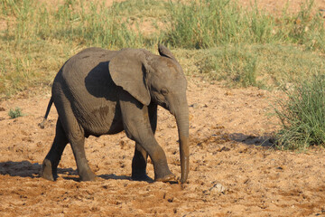 Fototapeta premium Afrikanischer Elefant / African elephant / Loxodonta africana